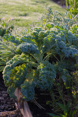 A close-up, vertical shot of fresh kale with deeply curled blue-green leaves and visible frost or dew, illuminated by bright morning sunlight.