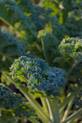 A close-up, vertical shot of fresh kale with deeply curled blue-green leaves and visible frost or dew, illuminated by bright morning sunlight.