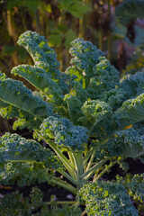 A close-up, vertical shot of fresh kale with deeply curled blue-green leaves and visible frost or dew, illuminated by bright morning sunlight.