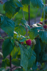 A close-up view of two ripe red raspberries and one unripe light green berry clustered on a branch with vibrant green leaves in a summer garden.