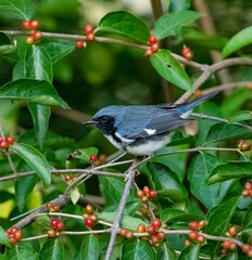 Black-Throated Blue Warbler