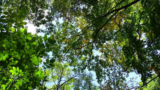Peaceful Forest Canopy with Gentle Breeze, Green Leaves Moving, 4K Nature Footage