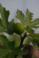 A close-up shot of an in-focus purple, ripe fig growing among two smaller, unripe green figs and large, textured green leaves on a branch.
