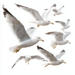 Obraz premium Seagulls in flight isolated, white background cut out png