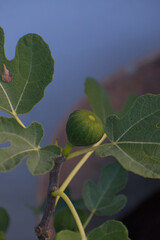 A close-up shot of a single, unripe green fig nestled among the large, lobed leaves on a fig tree branch against a soft, blurry background.