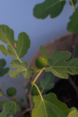 A close-up shot of a single, unripe green fig nestled among the large, lobed leaves on a fig tree branch against a soft, blurry background.