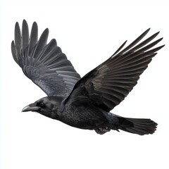 Obraz premium Raven in flight, white background cut out png