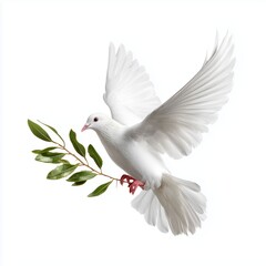 Obraz premium White dove with olive branch, white background cut out png