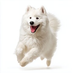 Fototapeta premium Happy Samoyed dog jumping, white background cut out png