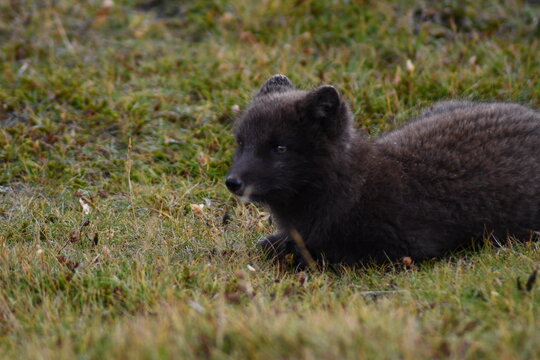 In Islanda esiste la "volpe blue", una variante genetica della volpe artica con un manto grigio-bluastro scuro, visibile tutto l'anno, soprattutto nelle zone costiere