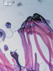 Motor Nerve Endings in Muscle Tissues