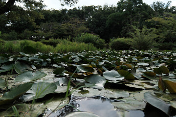 Water Lilies and Lily Pads in a Tranquil Pond: Green Park Nature Scene