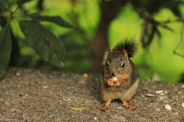 squirrel in the park