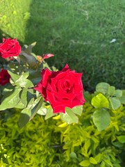 bunch of red roses