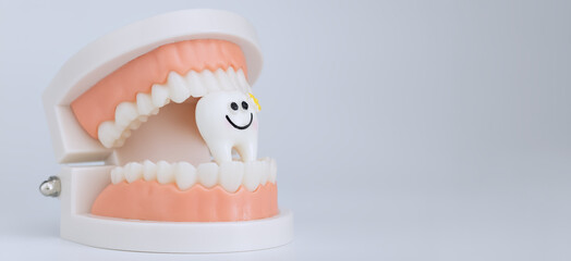 Cute smiling tooth in dental model
