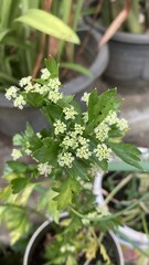 Close up of flowering plant with green leaves and small white blossoms