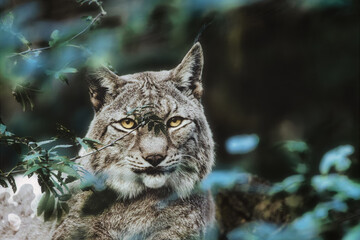 Lynx in the Forest - Wild - Wildlife - Animal - Cute - Beautiful - Lovely - Wonderful - Nature - Background 