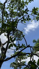 Green tree branches with leaves against a blue sky and white clouds