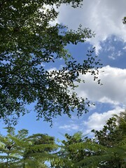 Overhead view of vibrant green tree foliage against bright blue sky