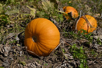 Ripe orange pumpkins for fall season