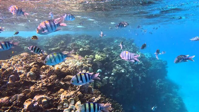 Ocean water surface with the waves, swimming fish  on the reef. Tropical fish, wildlife in the sea. Snorkeling trip with the school of fish (Indo-Pacific sergeant - Abudefduf vaigiensis).