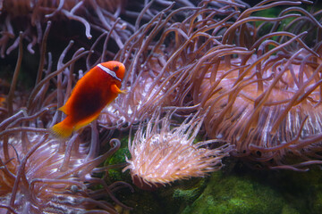amphiprion fish or clownfish swim near anemones underwater