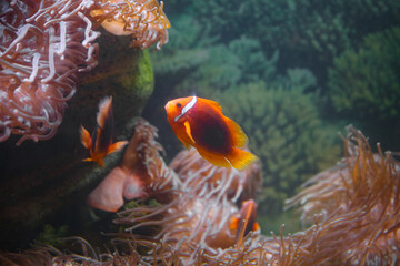amphiprion fish or clownfish swim near anemones underwater