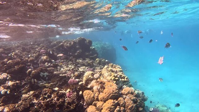 Rippling sea water surface with the waves and swimming fish on the reef. Corals and Tropical fish, marine life in the ocean. Snorkeling trip with the school of fish (Indo-Pacific sergeant).