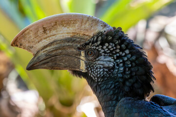Silvery-cheeked Hornbill - Bycanistes brevis