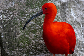 Scarlet ibis