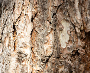 Maritime Pine, Pinus pinaster trunk symbol. Texture made of maritime pine tree bark. Beautiful Maritime Pine, Pinus pinaster trunk background. Conceptual image. Peaceful nature.