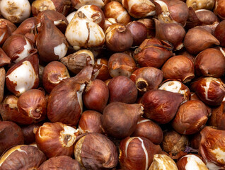Tulip bulbs corms in wooden box on flower's market in Amsterdam. Tulip Bulbs for Sale Amsterdam Market. Full coverage image of tulip bulbs. Concept image.