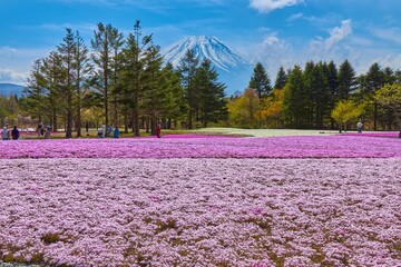 山梨県富士河口湖町本栖の芝桜と富士山