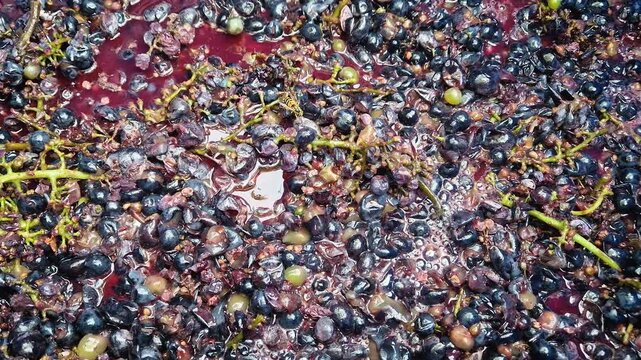 Close-up the fermentation process of crushed grapes transforming into fresh must. Winemaking procedure, squeezed aromatic fruits luring wasps