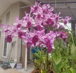 pink flowers in a pot