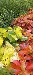 colorful autumn leaves background