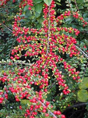 Zwergmispel mit Beeren