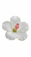 Fototapeta premium Isolated white hibiscus flower with red and pink center on a clean white background studio shot