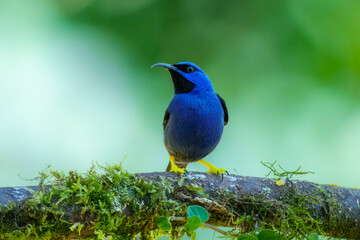 Obraz premium Purple Honeycreeper Cyanerpes caeruleus, Very small tanager, widespread and common in lowlands and foothills of northern South America. Male is indigo-blue with narrow black mask, black throat. Peru.