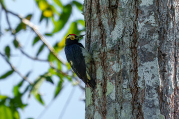 Obraz premium The yellow-tufted woodpecker (Melanerpes cruentatus) is a species of woodpecker. It is found in Bolivia, Brazil, Colombia, Ecuador, French Guiana, Guyana, Peru