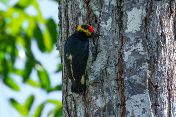 The yellow-tufted woodpecker (Melanerpes cruentatus) is a species of woodpecker. It is found in Bolivia, Brazil, Colombia, Ecuador, French Guiana, Guyana, Peru
