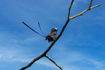 Long-tailed Tyrant Colonia colonus,  long central tail feathers usually obvious, longer in males...