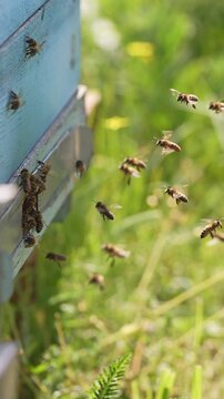 Swarm of honey bees flying in apiary. Bees flying around the honeycomb. Vertical video
