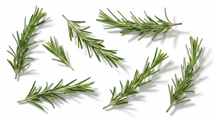 Fototapeta premium Scattered sprigs of fresh rosemary herb isolated on a clean white surface with soft shadows visible