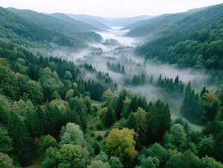 Obraz premium Aerial View of Dense Green Forest with Morning Mist in Valley