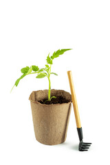 Tomato seedlings in peat pot and garden tools isolated on white background.
