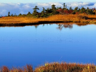 Scenic Autumn Wetlands and Wooden Boardwalk at Naeba Mountain, Echigo Yuzawa, Niigata, Japan with Pond Reflections and Fall Colors