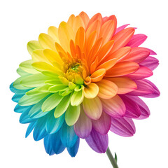 Close up of a vibrant rainbow dahlia flower in full bloom against a clean white background space
