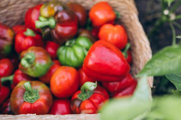 sweet red pepper in a basket