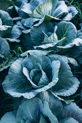 Fototapeta premium cabbage field